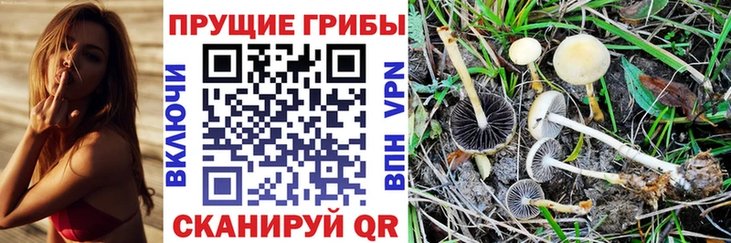 Галлюциногенные грибы Psilocybine cubensis  где найти наркотики  Кореновск 